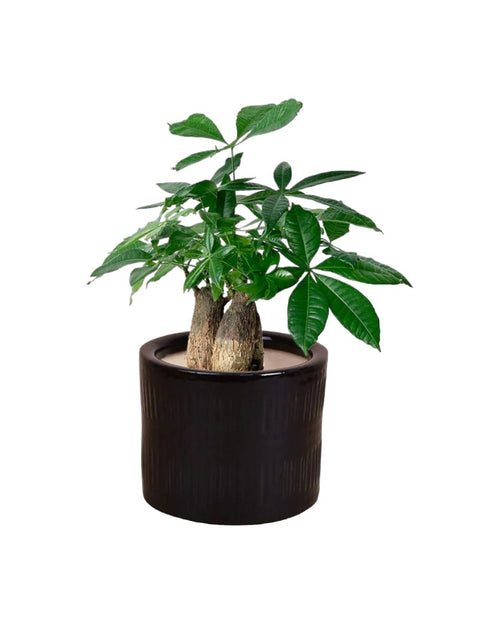 Skyrocket Money Tree - pocky pot - white - Gifting plant - Tumbleweed Plants - Online Plant Delivery Singapore