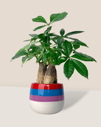 Skyrocket Money Tree - poppy planter - rapunzel - Gifting plant - Tumbleweed Plants - Online Plant Delivery Singapore