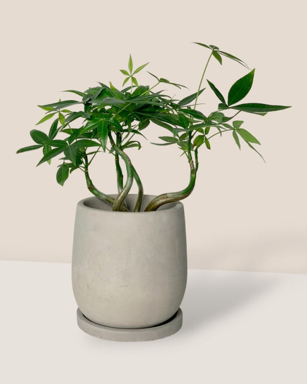 Small Dusty Grey Cement Planter with Tray - 11.5cm - Pot - Tumbleweed Plants - Online Plant Delivery Singapore