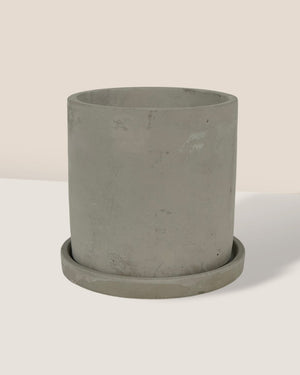 Smoffy Cement Planter - round - Pots - Tumbleweed Plants - Online Plant Delivery Singapore