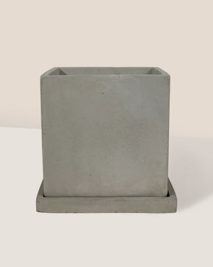 Smoffy Cement Planter - square - Pots - Tumbleweed Plants - Online Plant Delivery Singapore