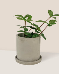 Smoffy Cement Planter - square - Pots - Tumbleweed Plants - Online Plant Delivery Singapore