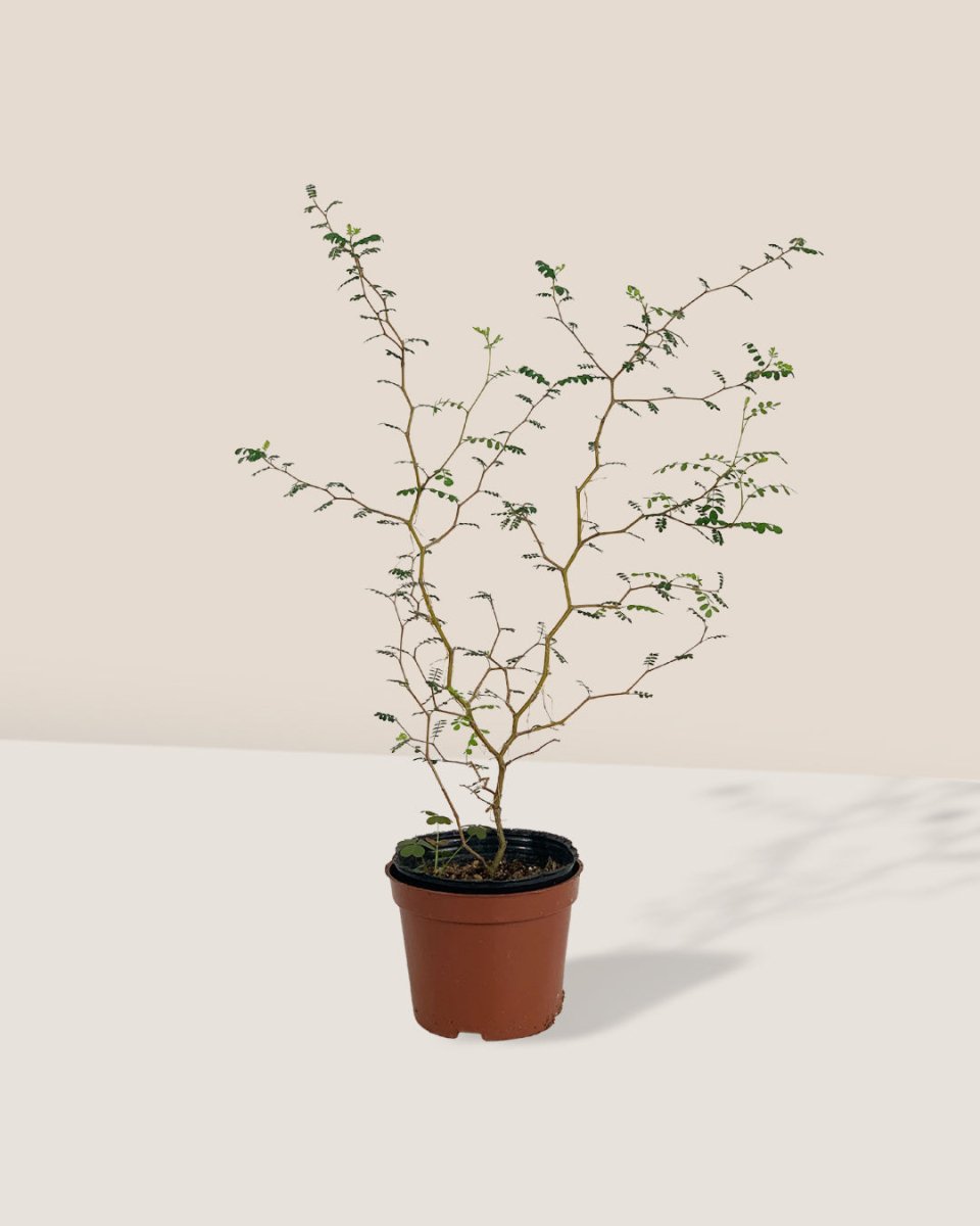 Sophora Prostrata 'Little Baby' - grow pot - Potted plant - Tumbleweed Plants - Online Plant Delivery Singapore