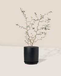 Sophora Prostrata 'Little Baby' - little cylinder black with tray planter - Potted plant - Tumbleweed Plants - Online Plant Delivery Singapore