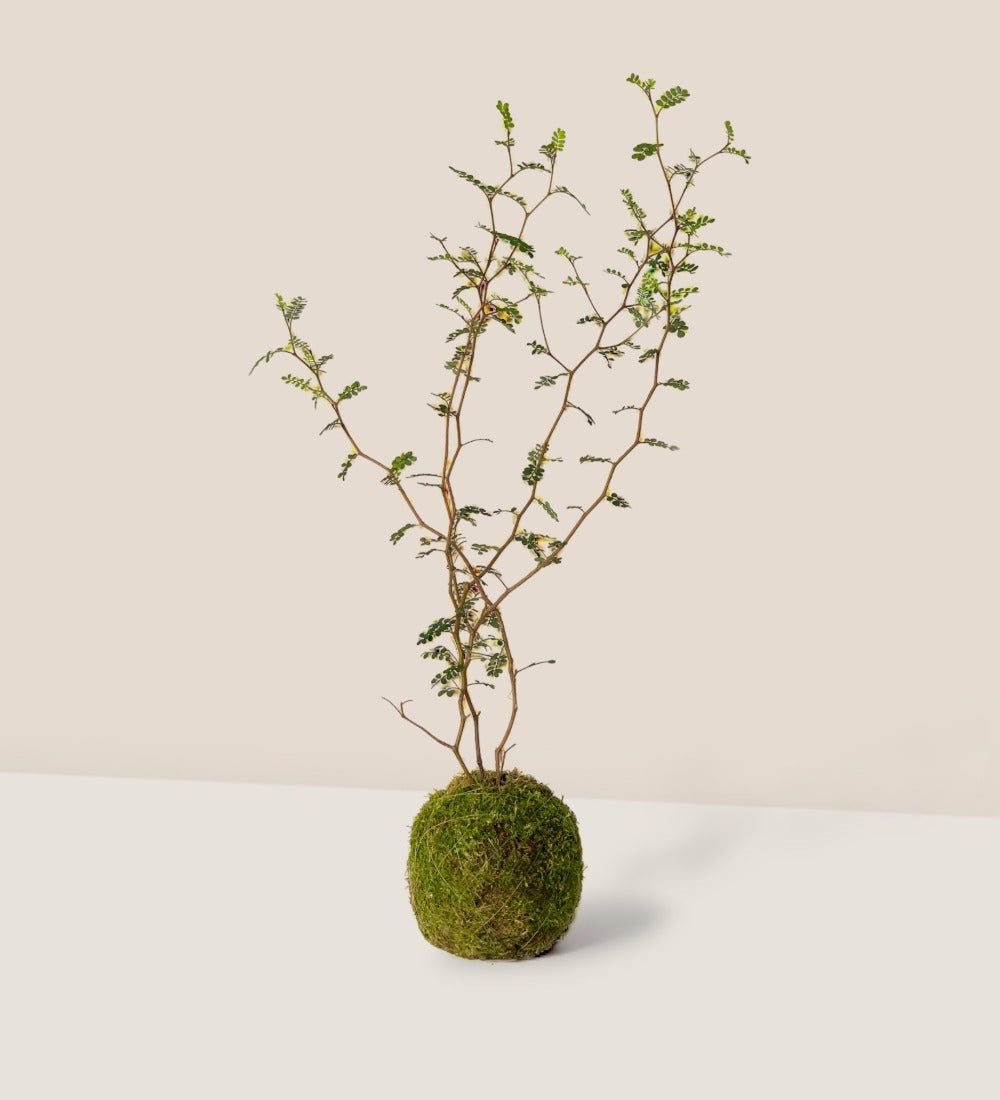 Sophora Prostrata 'Little Baby' - moss ball - Potted plant - Tumbleweed Plants - Online Plant Delivery Singapore