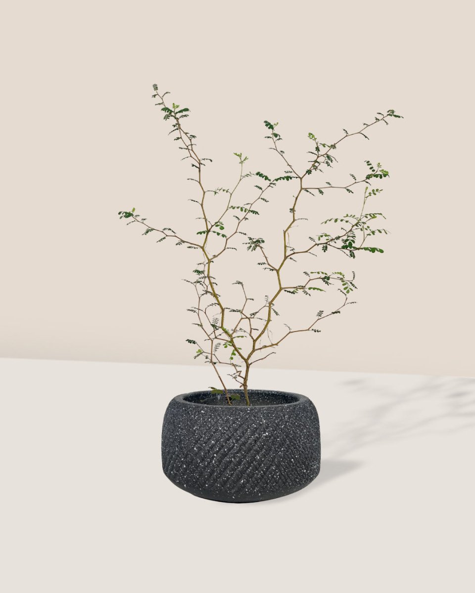 vanga ceramic planter - black/small