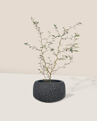 Sophora Prostrata 'Little Baby' - vanga ceramic planter - black/small - Potted plant - Tumbleweed Plants - Online Plant Delivery Singapore