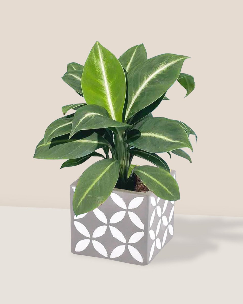 Spathiphyllum ‘White Stripe’ - cement cube - Just plant - Tumbleweed Plants - Online Plant Delivery Singapore