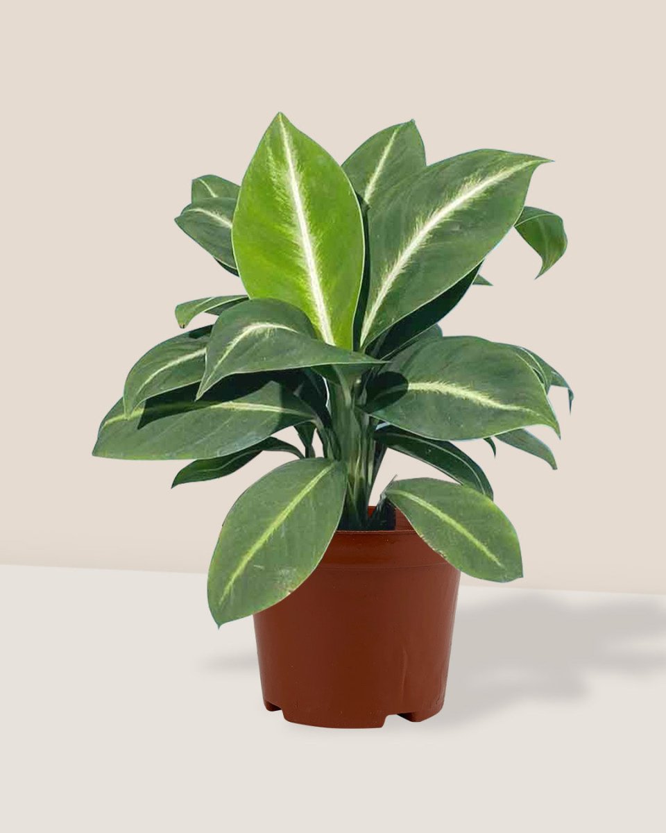Spathiphyllum ‘White Stripe’ - grow pot - Just plant - Tumbleweed Plants - Online Plant Delivery Singapore