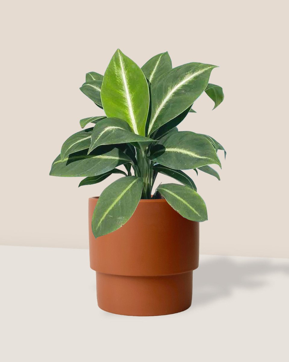 Spathiphyllum ‘White Stripe’ - plinth pot - chestnut/large - Just plant - Tumbleweed Plants - Online Plant Delivery Singapore