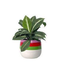 Spathiphyllum ‘White Stripe’ - poppy planter - ariel - Potted plant - Tumbleweed Plants - Online Plant Delivery Singapore