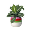 Spathiphyllum ‘White Stripe’