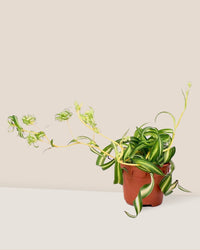 Spider Plant 'Bonnie' - grow pot - Just plant - Tumbleweed Plants - Online Plant Delivery Singapore