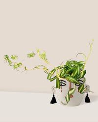 Spider Plant 'Bonnie' - polly planter - white short - Just plant - Tumbleweed Plants - Online Plant Delivery Singapore