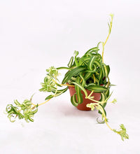 Spider Plant 'Bonnie' - terracotta pot - Just plant - Tumbleweed Plants - Online Plant Delivery Singapore