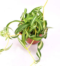 Spider Plant 'Bonnie' - terracotta pot - Just plant - Tumbleweed Plants - Online Plant Delivery Singapore