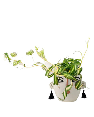 Spider Plant 'Bonnie' - ungasan planter - dusk - Just plant - Tumbleweed Plants - Online Plant Delivery Singapore