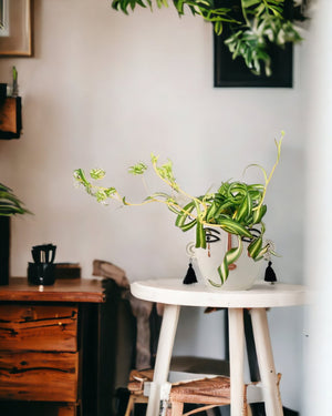 Spider Plant 'Bonnie' - ungasan planter - dusk - Just plant - Tumbleweed Plants - Online Plant Delivery Singapore