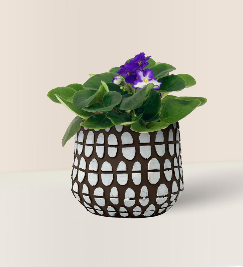 Spotti Brown Planter - Pot - Tumbleweed Plants - Online Plant Delivery Singapore