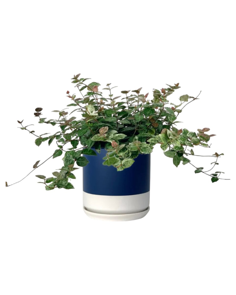Star Jasmine - blue white two tone - Potted plant - Tumbleweed Plants - Online Plant Delivery Singapore