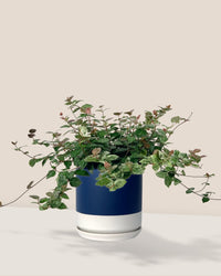 Star Jasmine - blue white two tone - Potted plant - Tumbleweed Plants - Online Plant Delivery Singapore