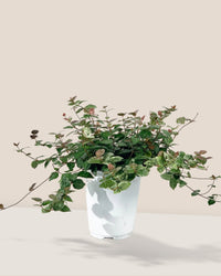 Star Jasmine - grow pot - Potted plant - Tumbleweed Plants - Online Plant Delivery Singapore