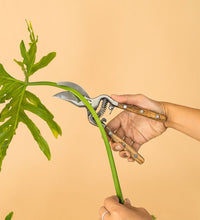 Stem Cutters - Tool - Tumbleweed Plants - Online Plant Delivery Singapore