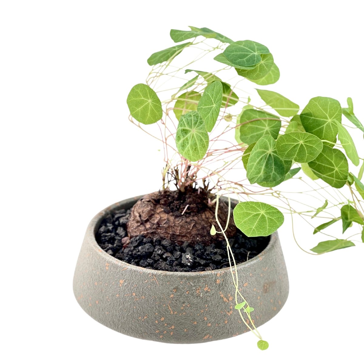 Stephania Erecta in Wabi Sabi Sage Planter - Potted plant - Tumbleweed Plants - Online Plant Delivery Singapore