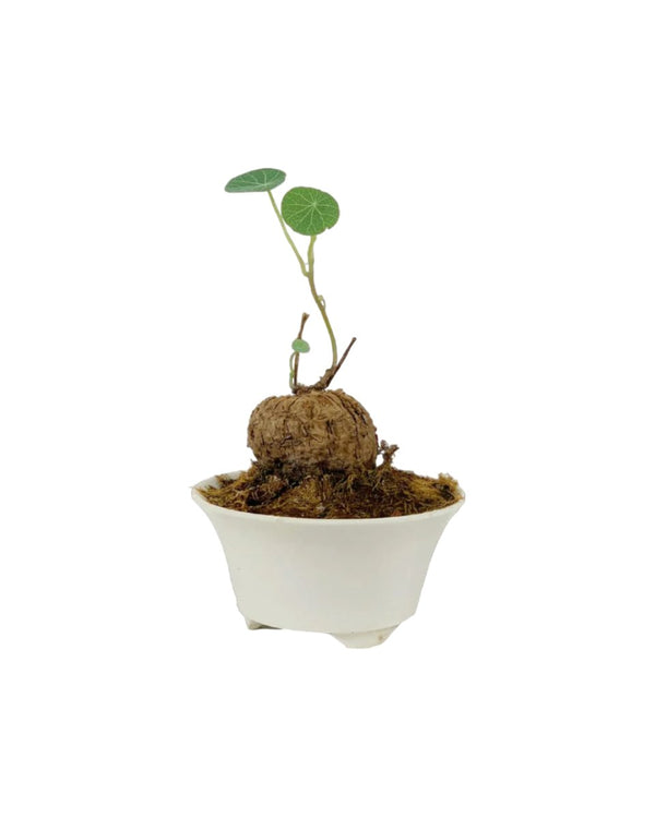 Stephania Erecta - Potted plant - Tumbleweed Plants - Online Plant Delivery Singapore