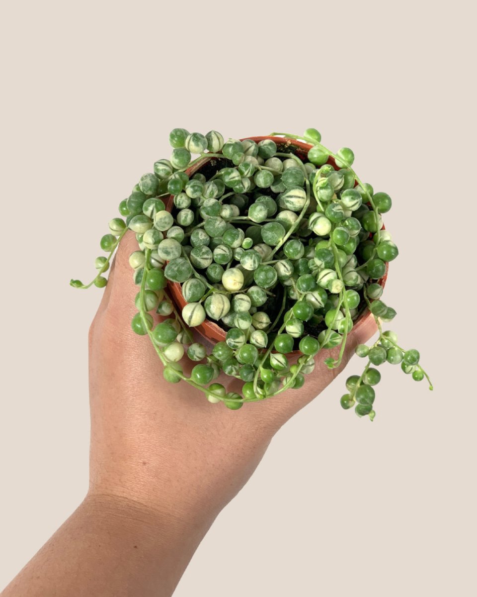 String of Pearls Variegated - grow pot - Potted plant - Tumbleweed Plants - Online Plant Delivery Singapore
