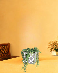 String of Tears - cement cube planter - Potted plant - Tumbleweed Plants - Online Plant Delivery Singapore