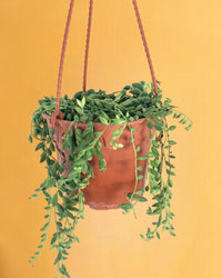 String of Tears - grow pot - Potted plant - Tumbleweed Plants - Online Plant Delivery Singapore