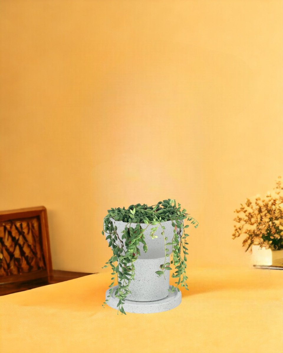 String of Tears - little tower white with tray planter - Potted plant - Tumbleweed Plants - Online Plant Delivery Singapore