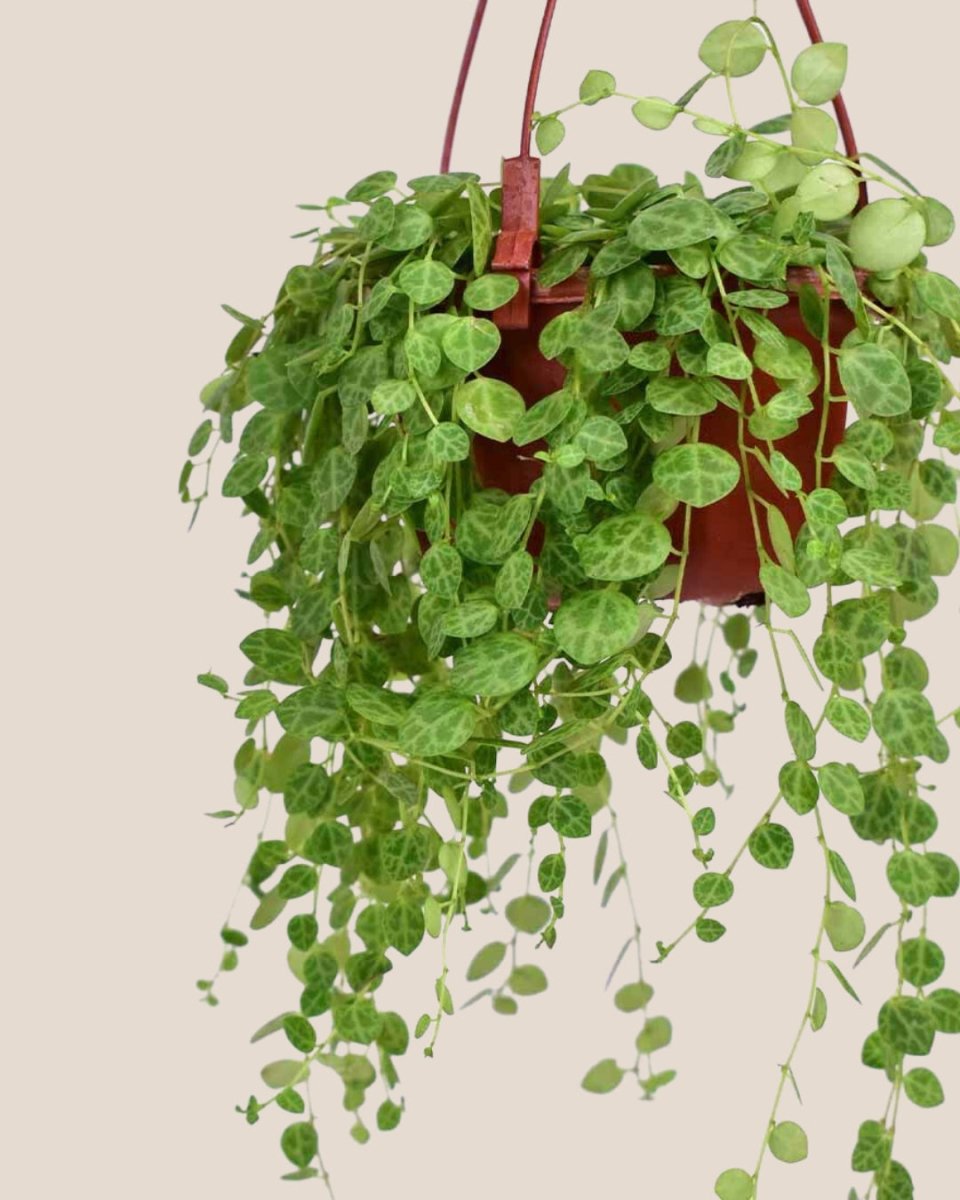 String of Turtles - grow pot - Just plant - Tumbleweed Plants - Online Plant Delivery Singapore