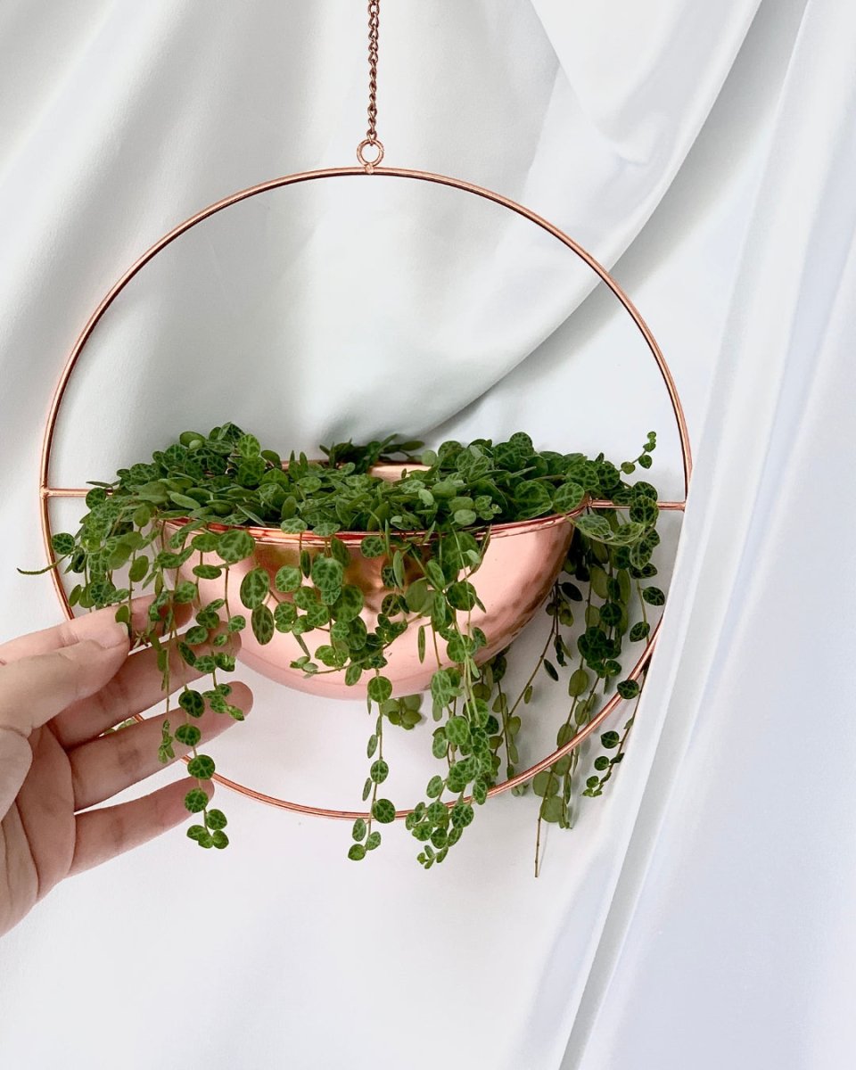 String of Turtles - hanging globe - Just plant - Tumbleweed Plants - Online Plant Delivery Singapore
