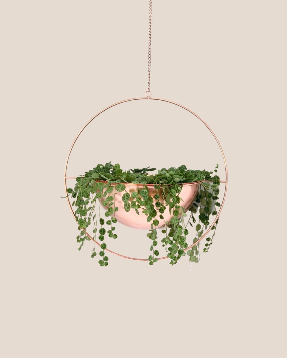 String of Turtles - hanging globe - Just plant - Tumbleweed Plants - Online Plant Delivery Singapore
