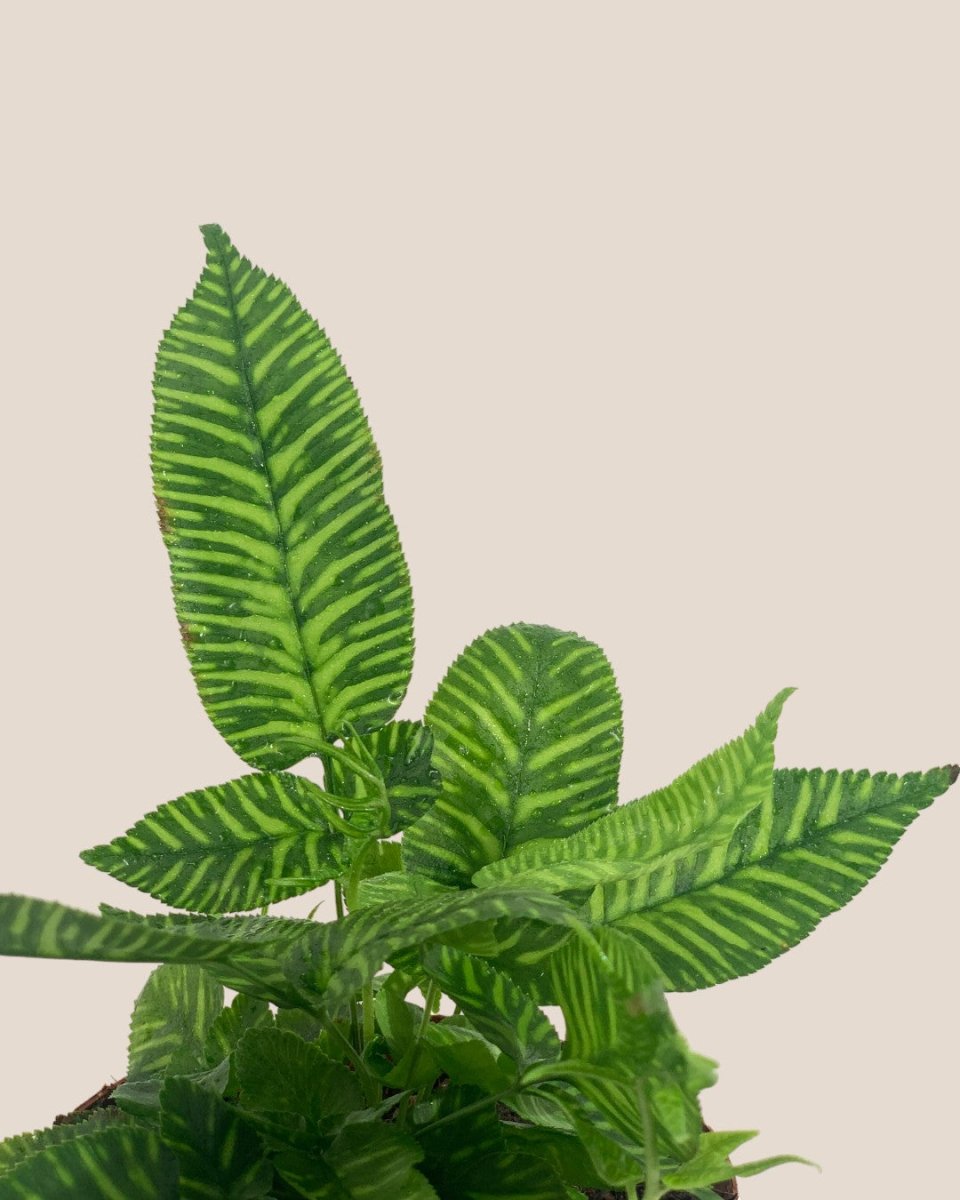Striped Bamboo Fern - grow pot - Potted plant - Tumbleweed Plants - Online Plant Delivery Singapore