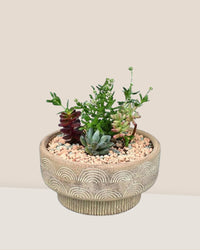 Succulent Arrangement - azalea bowl - Potted plant - Tumbleweed Plants - Online Plant Delivery Singapore