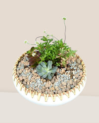 Succulent Arrangement - bamboo bowl - Potted plant - Tumbleweed Plants - Online Plant Delivery Singapore