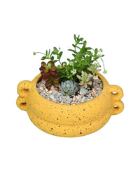 Succulent Arrangement - bamboo bowl - Potted plant - Tumbleweed Plants - Online Plant Delivery Singapore