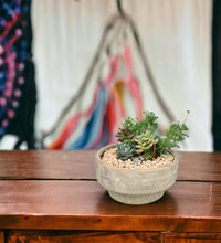 Succulent Arrangement - looper bowl - Potted plant - Tumbleweed Plants - Online Plant Delivery Singapore