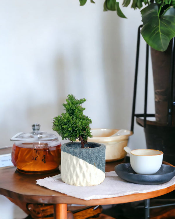 Sugi Bonsai Japonica 'Tamasugi' - geometric mini pots grey and white - style B - Potted plant - Tumbleweed Plants - Online Plant Delivery Singapore