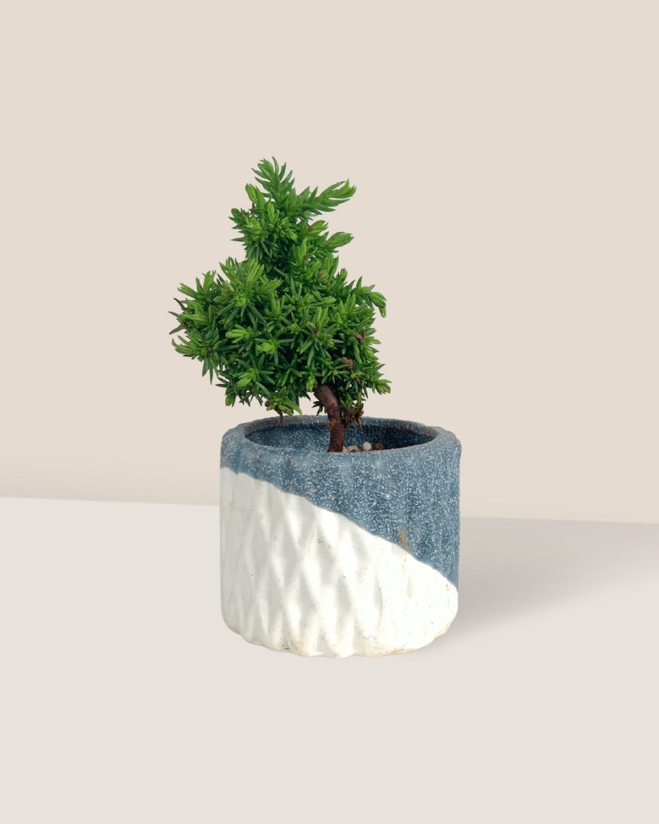 Sugi Bonsai Japonica 'Tamasugi' - geometric mini pots grey and white - style B - Potted plant - Tumbleweed Plants - Online Plant Delivery Singapore