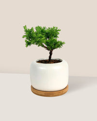 Sugi Bonsai Japonica 'Tamasugi' - matte white cement pot with wooden tray - short/medium - Potted plant - Tumbleweed Plants - Online Plant Delivery Singapore