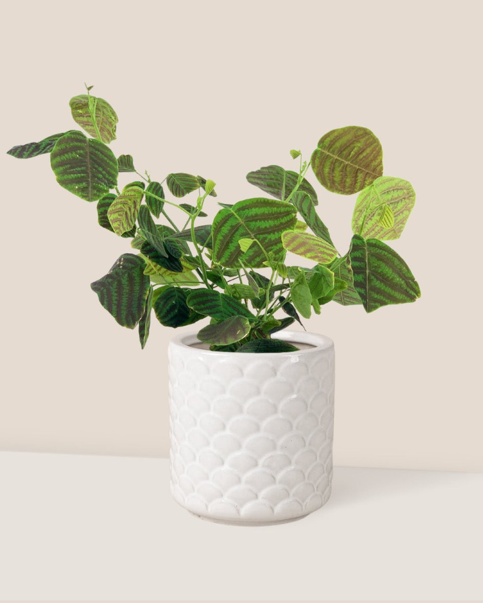 Swallow Tail, Butterfly Plant (Green) - scales planter - Just plant - Tumbleweed Plants - Online Plant Delivery Singapore
