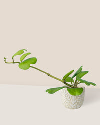 Sweetheart Hoya - annabelle planter - Just plant - Tumbleweed Plants - Online Plant Delivery Singapore