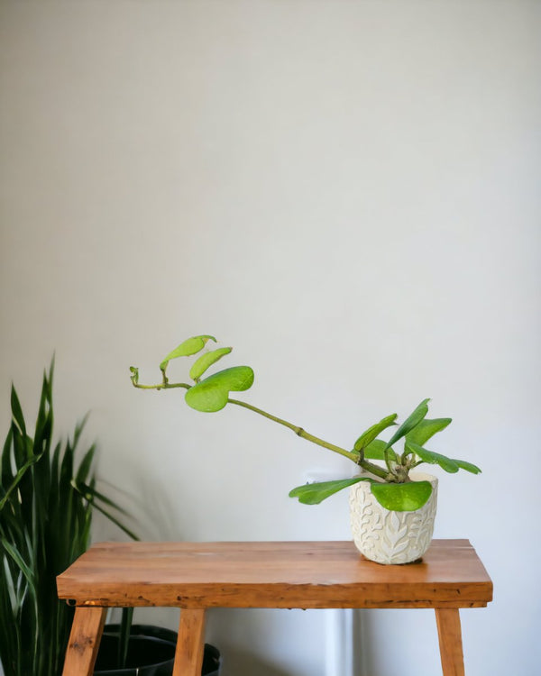 Sweetheart Hoya paired with ink splash bowl planter