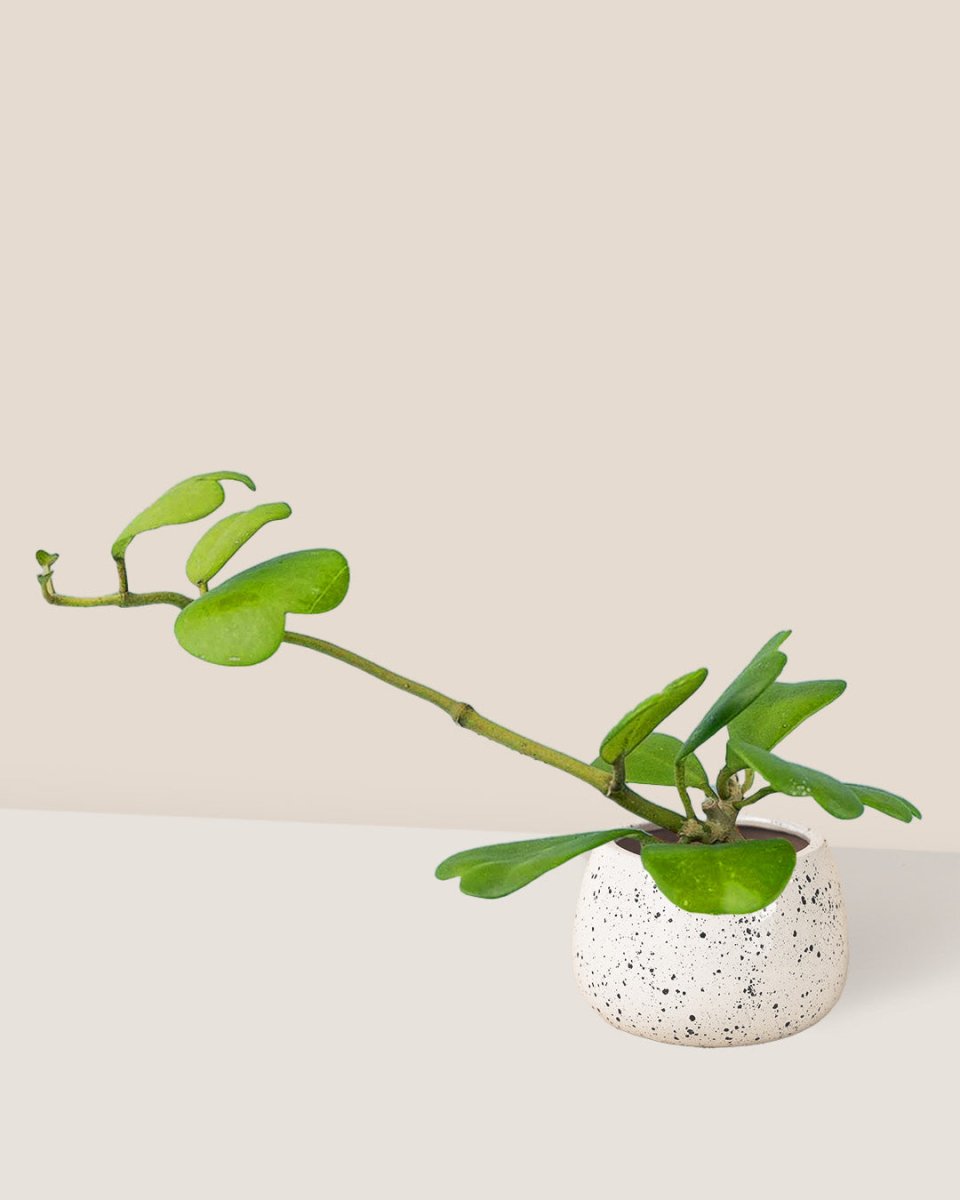 Sweetheart Hoya - ink splash bowl planter - Just plant - Tumbleweed Plants - Online Plant Delivery Singapore