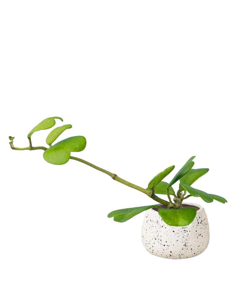 Sweetheart Hoya - ink splash bowl planter - Potted plant - Tumbleweed Plants - Online Plant Delivery Singapore