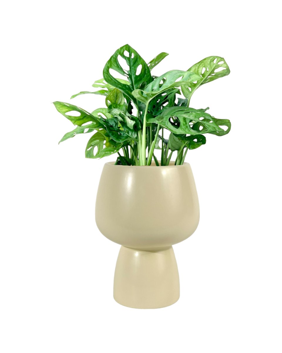 Swiss Cheese Plant - ceramic sand pot - Potted plant - Tumbleweed Plants - Online Plant Delivery Singapore